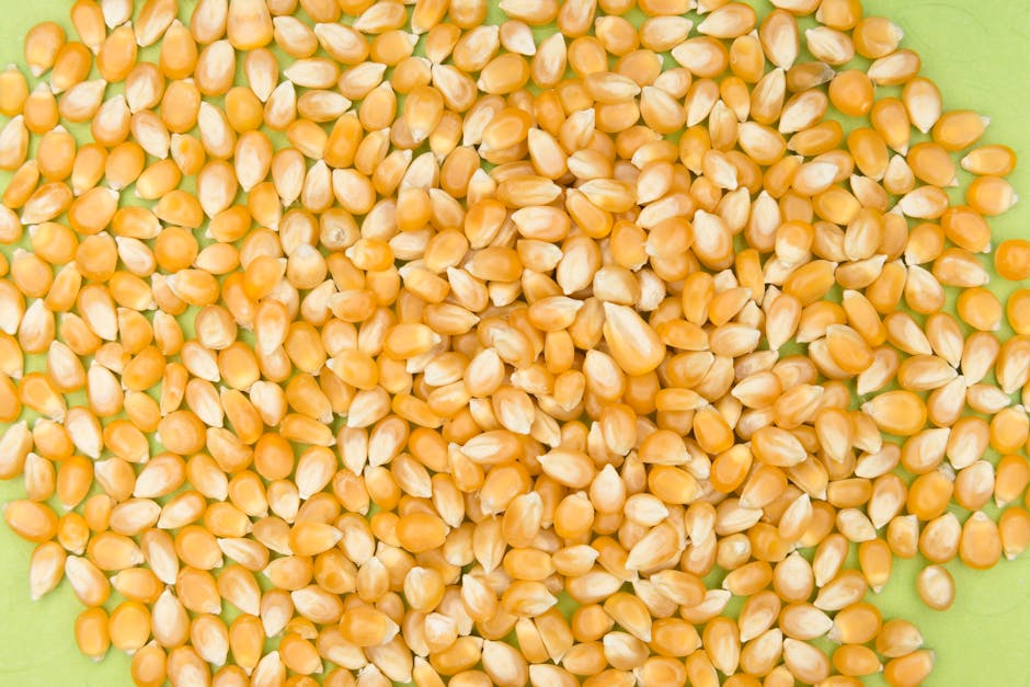 close up macro shot of bioplastic pellets next to corn sugarcane and cassava illustrating bio based feedstocks close up macro shot of bioplastic pellets next to corn sugarcane and cassava illustrating bio based feedstocks